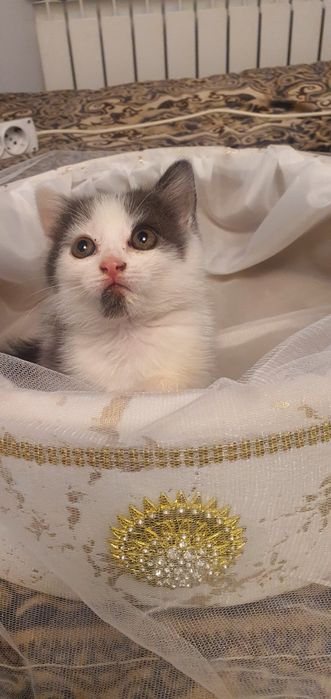 Отдам хорошие добрые руки