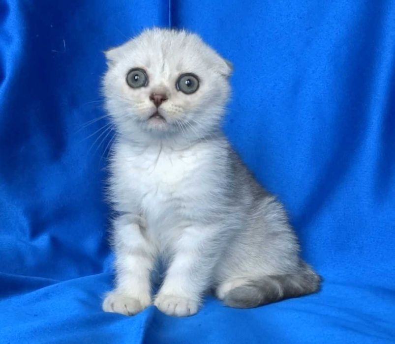 Клепоухи късокосмести котенца