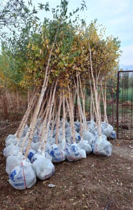 Саженцы всех видов