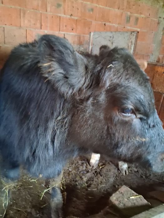 Viței de rasa angus și belgian