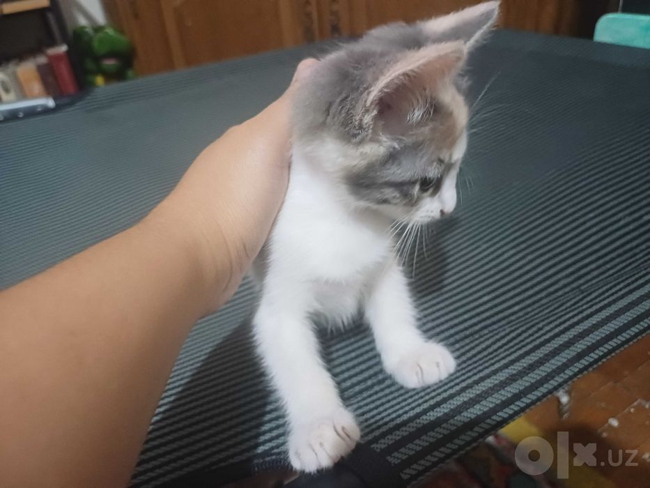 Котята бесплатно