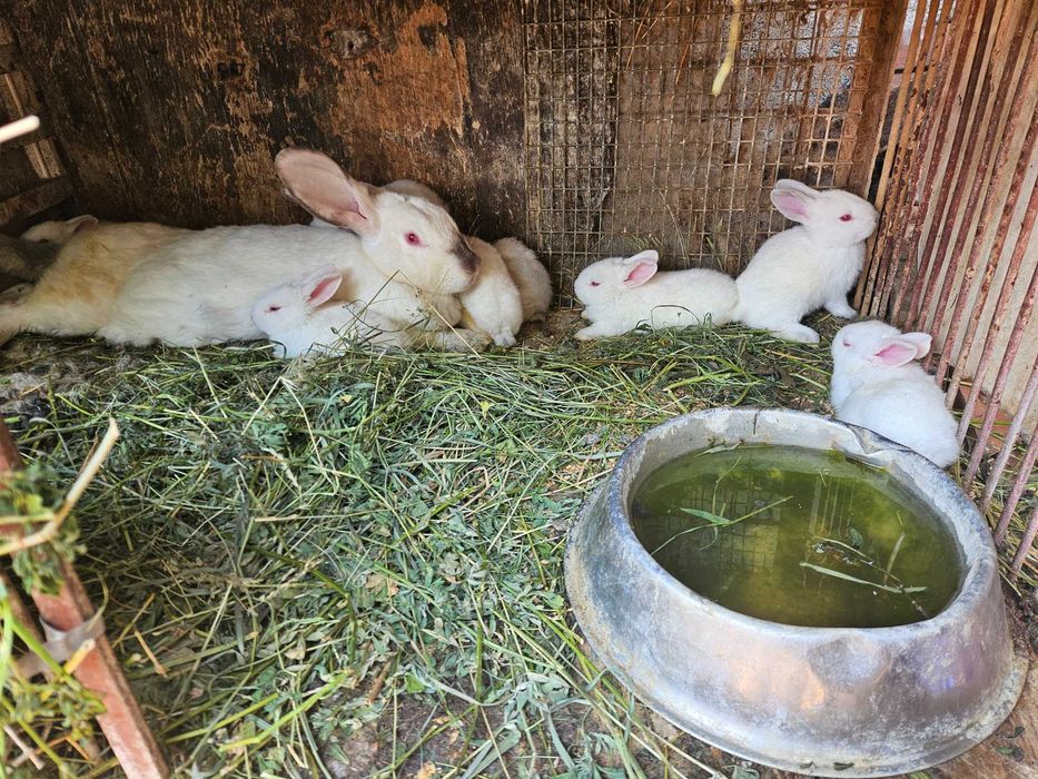 Vand iepuri mici si mari