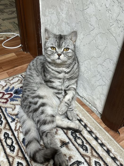 Отдаем кошку в хорошие руки