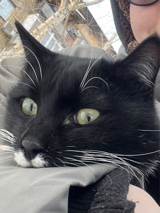 Кот Кузя ищет дом