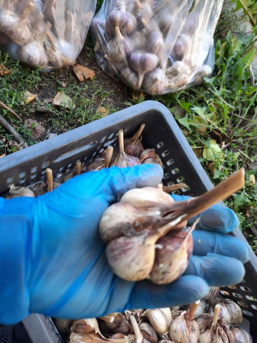 Продам домашний чеснок