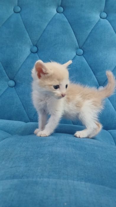 Отдаём котят бесплатно в хорошие руки