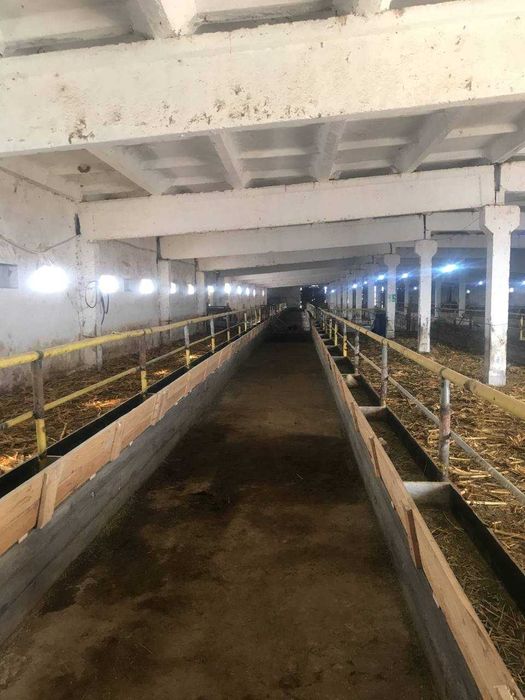 Продажа Ферма Нурафшон Тойтепа