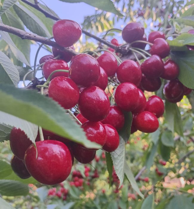 Cireșe  de livada 15lei livram in Deva
