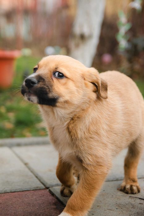 Catelusi in cautare de stapan  foarte jucausi