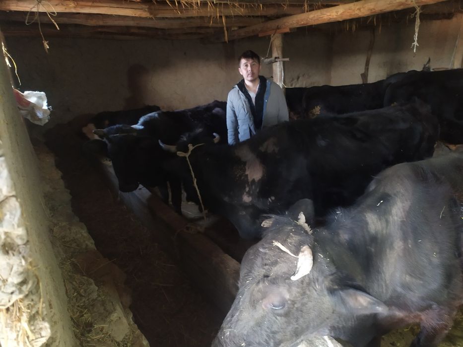 Yirik shoxli chorva mollari