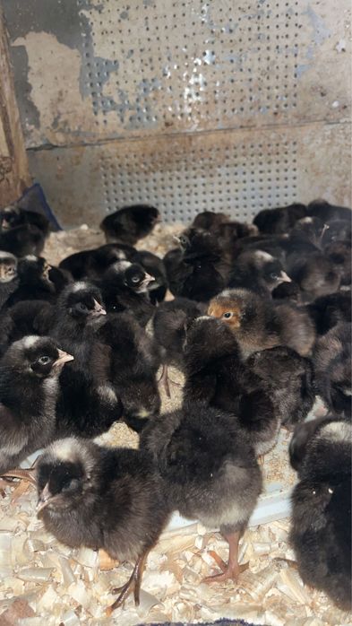 Vindem pui carne si rasa mixta