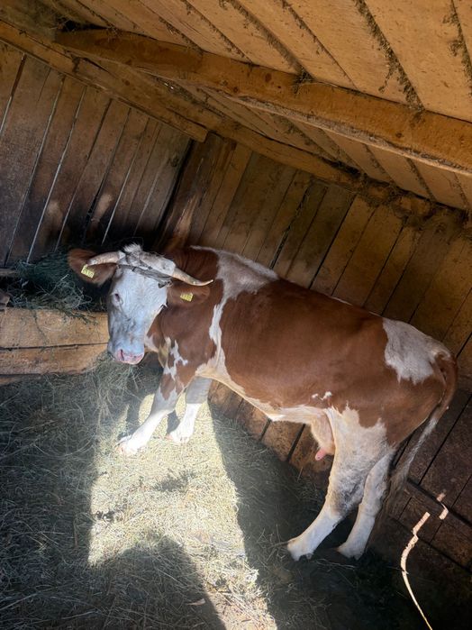 vând vaca bălțata românăeasxa