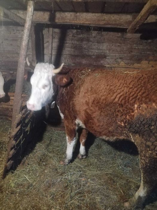 Vaci Gestante Juninci / Tauras