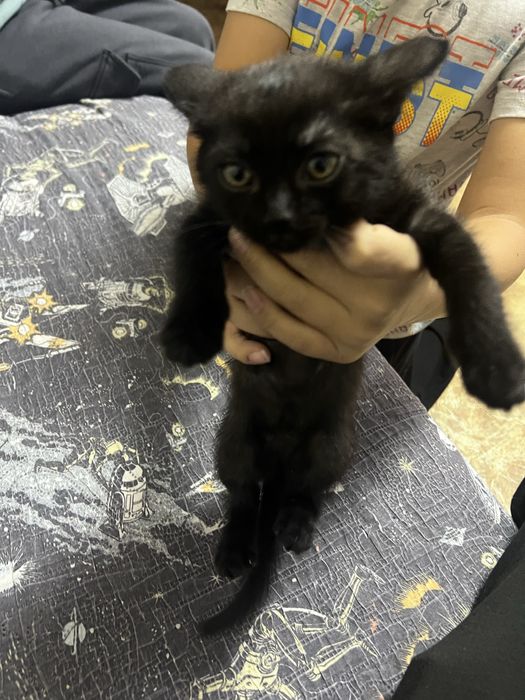 Отдам котенка в хорошие руки