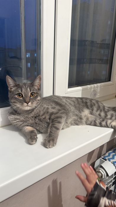 Отдаем котика бесплатно