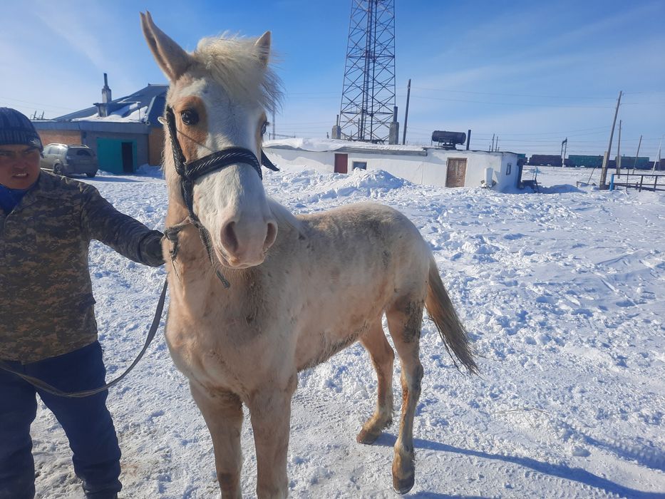 Семіз аттар сатылады.