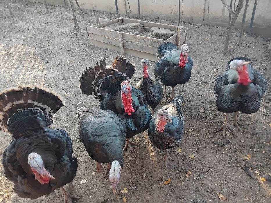 Vând curcani și curci