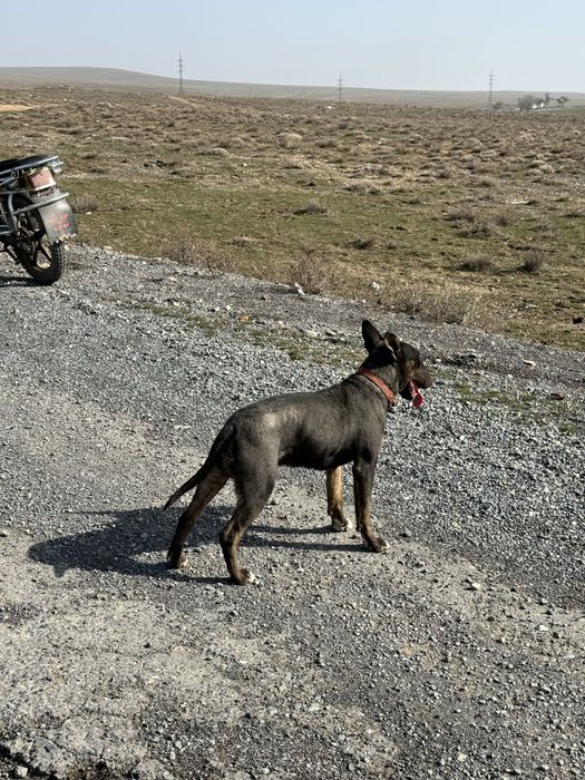 Бультерьер вязка…