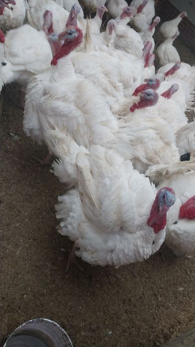 Индюклар сотилади БИК 6