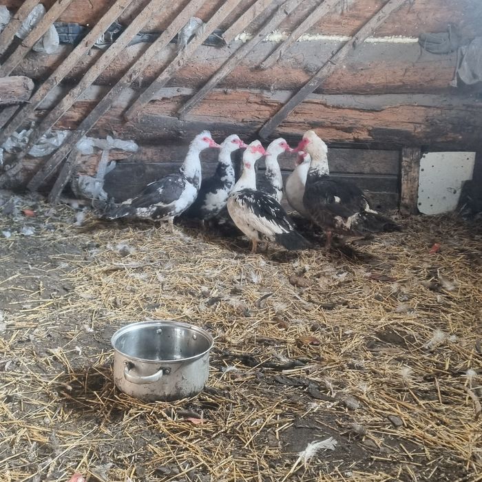 Продам индоуток..