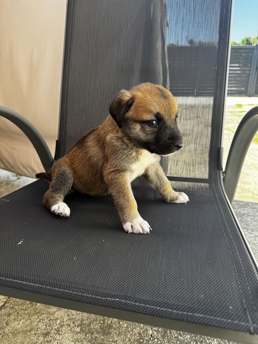 Donez catei mama este malinois si tatal ciobanesc de bucovina