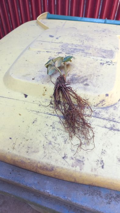 Comercializam stoloni capsuni Albion,soiuri anuale,zmura polka