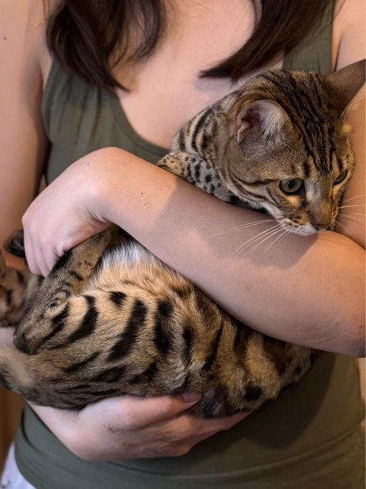 Бенгальская кошка