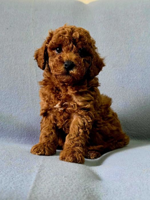 Pudel toy cu pedigree