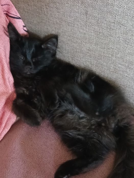 Отдам котенка бесплатно
