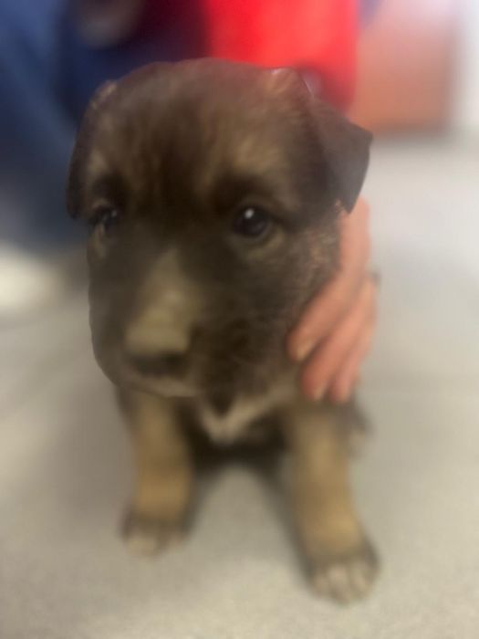 Щенок в добрые руки