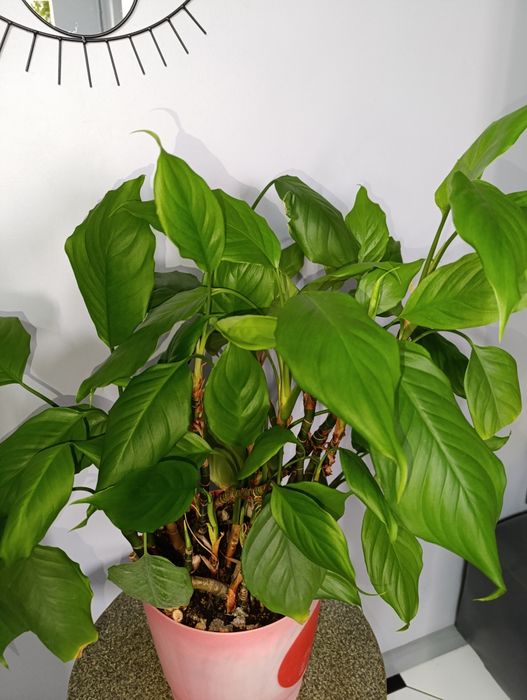 Растение Аглаонема.