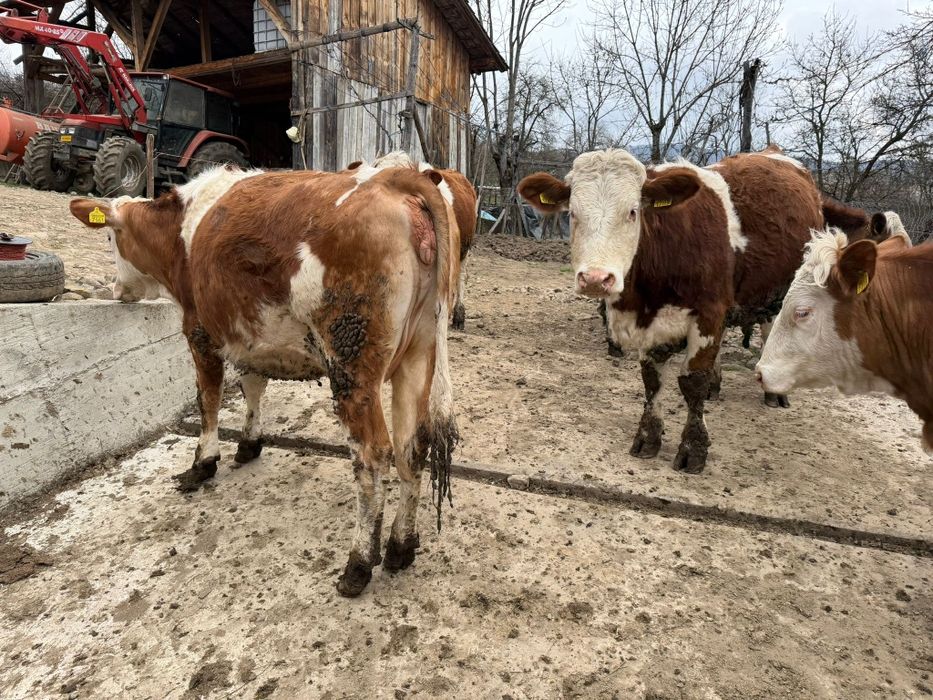 Juninci Baluță Românească