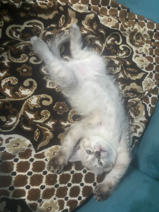 Сиамский котёнок!!! Девочка!!!