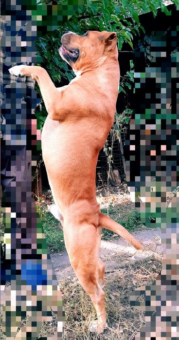 Стаффордширский терьер. Вязка.