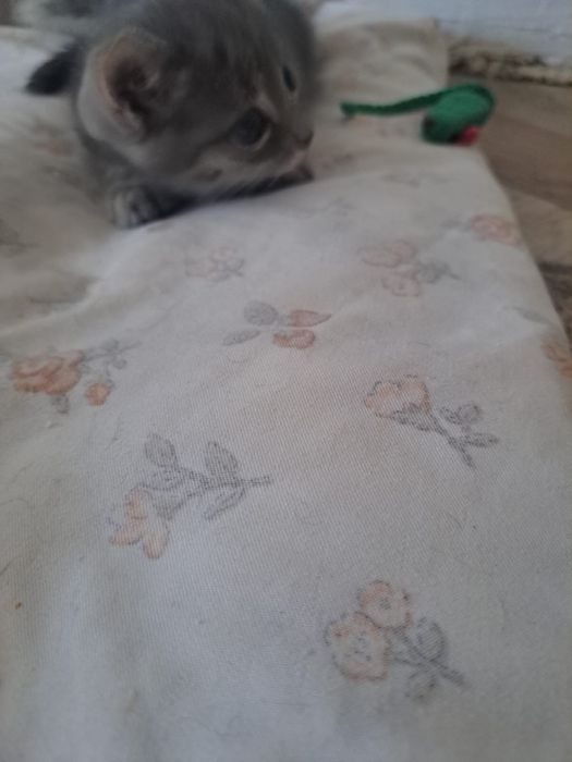 Котики для добрые руки