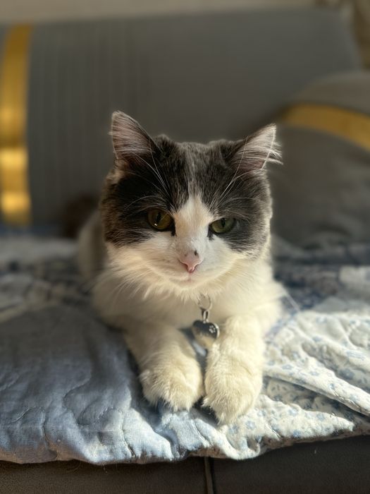 кошечка подросток в любящие руки