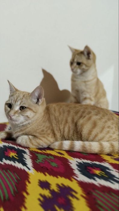 Mushuklar hadiya qilinadi