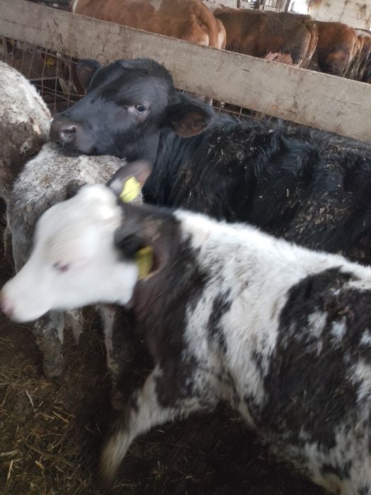 Vând viței bălțată românească și belgieni