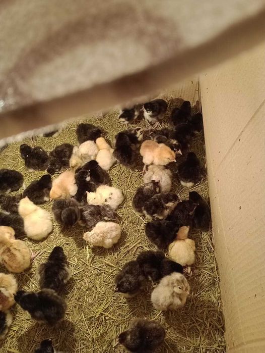 Домашние цыплята