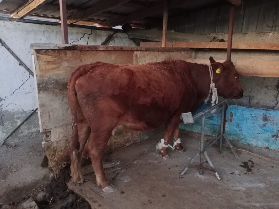 Корова Симентал мясо-молочная