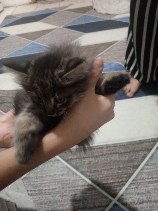 Котик очень красивый