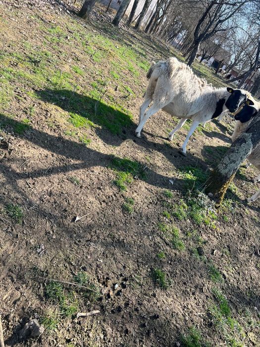 Vand oi / miele Dorper