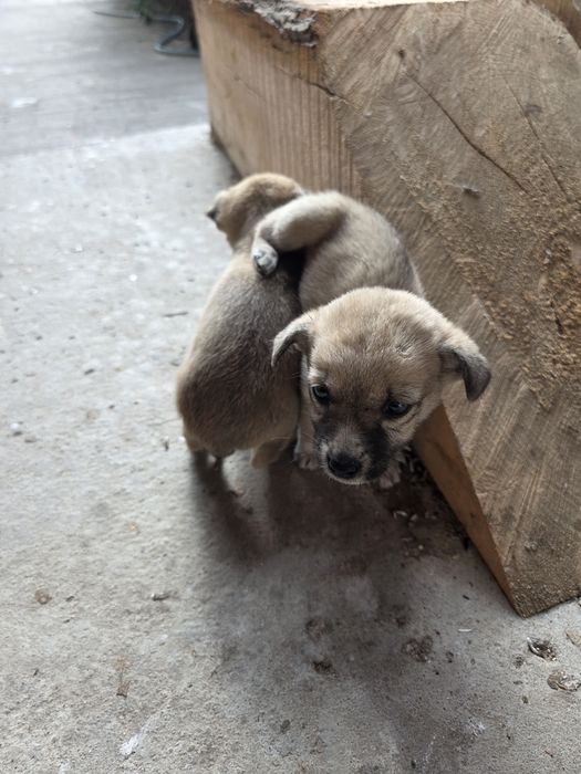 Donez 3 cățeluși drăgălași.