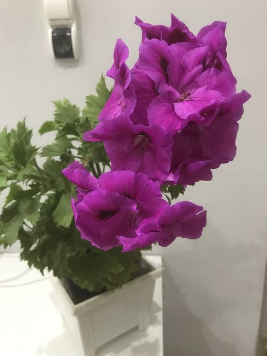 Продам пиларгонии