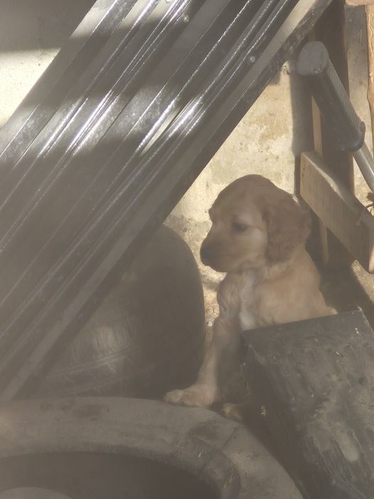 Англиски -Кокер-шпаниол