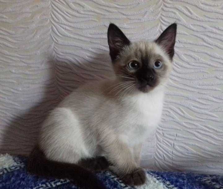 Сиамские котята короткошерстные