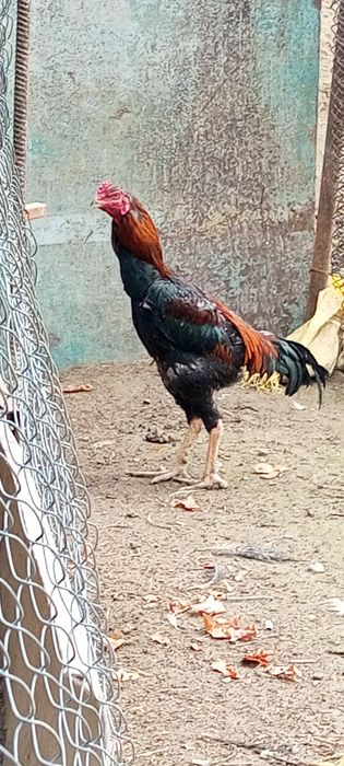 продам петухов-доканов