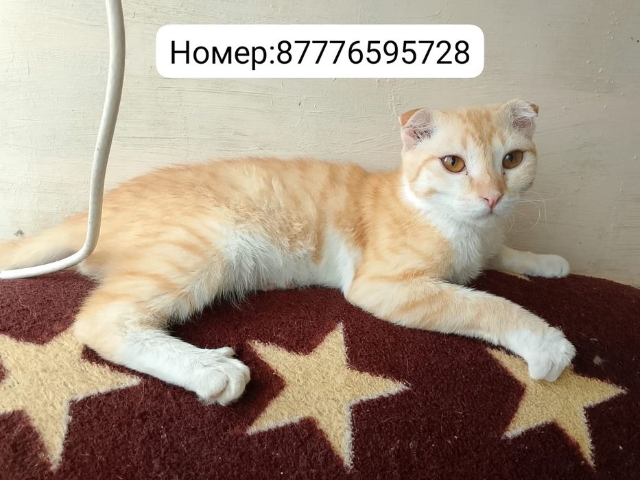 Отдам двух кошек