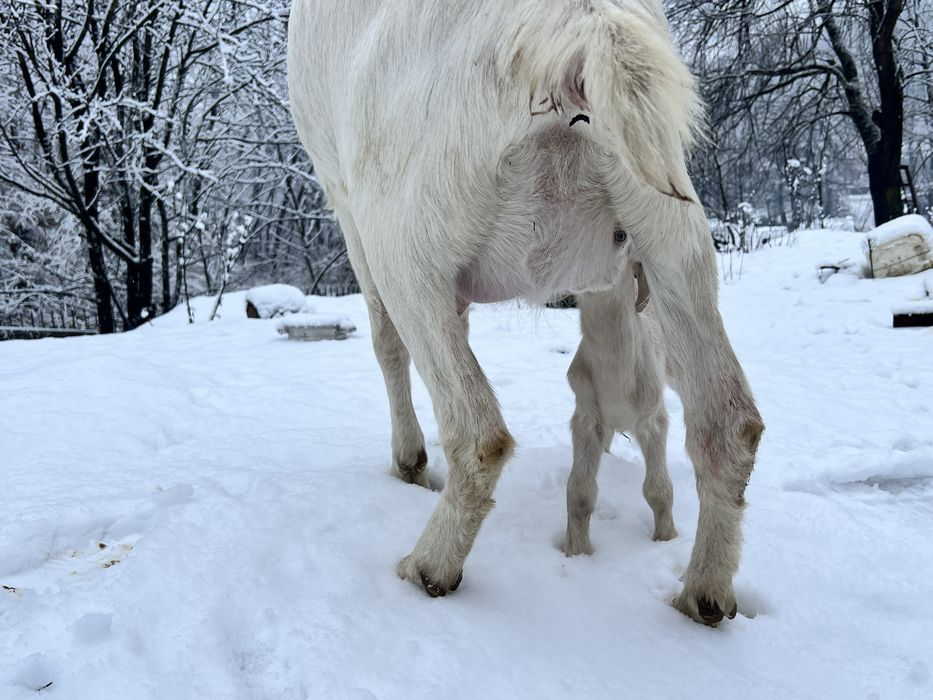 Capra saanen cu anglonubian recent fatata
