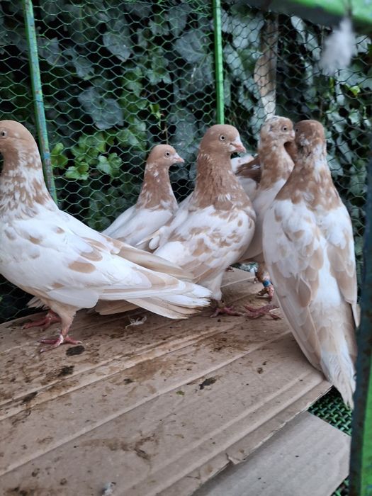 De vânzare Tipler Englez